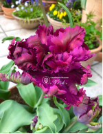 Цибулини тюльпану Parrot Negrita