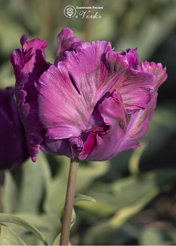 Цибулини тюльпану Parrot Negrita