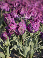 Цибулини тюльпану Parrot Negrita