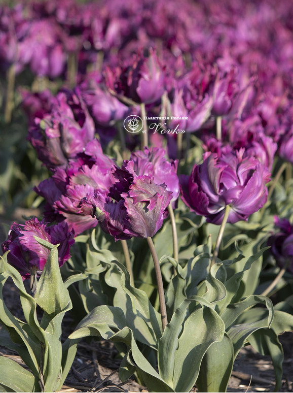 Цибулини тюльпану Parrot Negrita