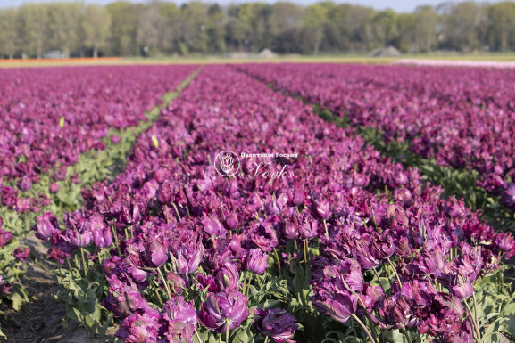 Цибулини тюльпану Parrot Negrita