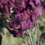 Цибулини тюльпану Parrot Negrita