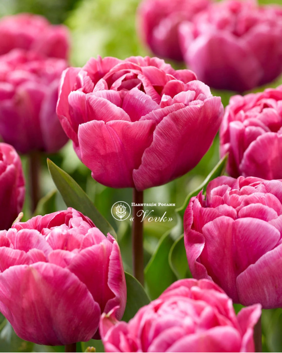 Тюльпан Rosy Diamond