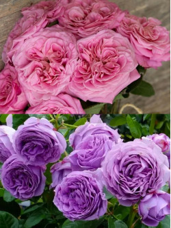 Саджанці троянди Ешлі / Блу Скай Фрі на штамбі