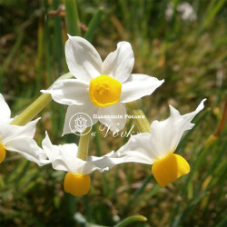 Луковицы нарцисса Tazetta ssp. Lacticolor
