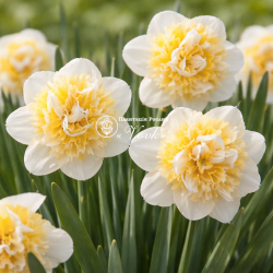 Луковицы нарцисса Lennart