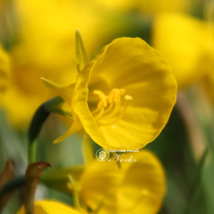 Нарцис Golden Bells (Goud klokje)