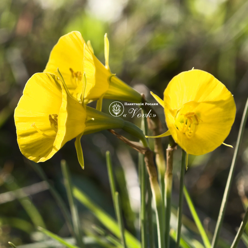 Нарцис Golden Bells (Goud klokje)