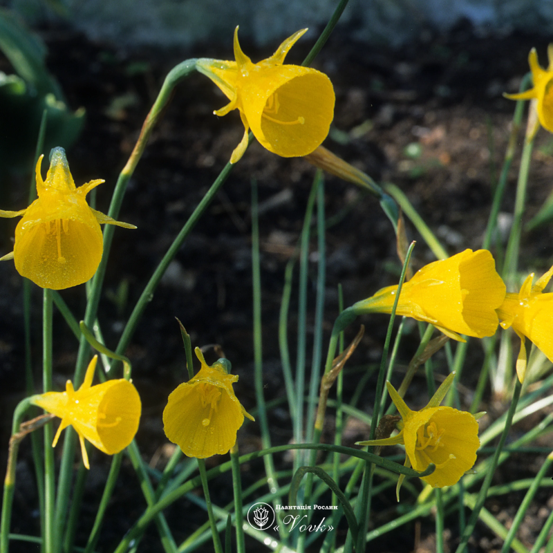 Нарцис Golden Bells (Goud klokje)