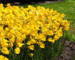 Нарцис Golden Bells (Goud klokje)