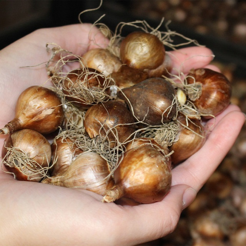 Нарцис Golden Bells (Goud klokje)