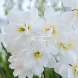 Луковицы нарцисса Albus Plenus Odoratus