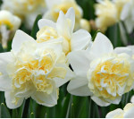Луковицы нарцисса White Lion Горшок  0,5 л
