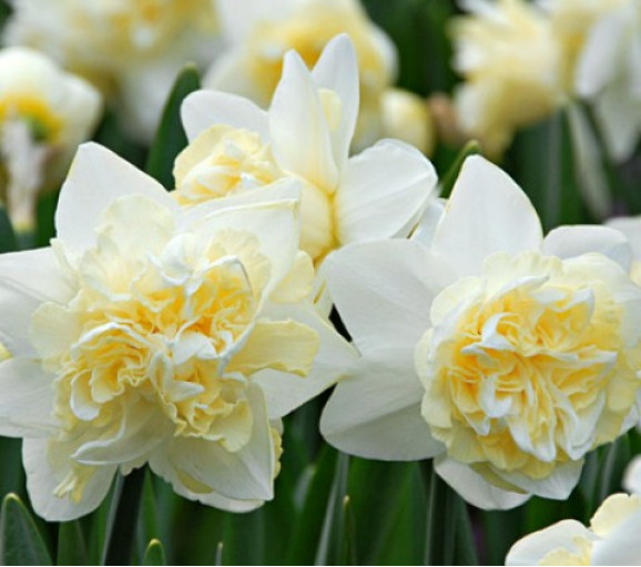 Луковицы нарцисса White Lion Горшок  0,5 л