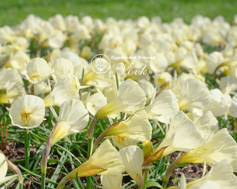 Нарцис White Petticoat