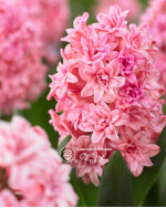 Гіацинт Spring Beauty