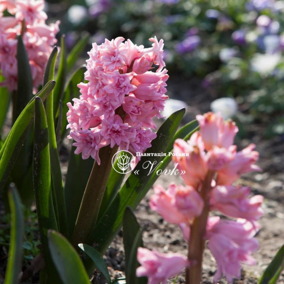 Цибулини гіацинту Spring Beauty Горщик 0,5 л