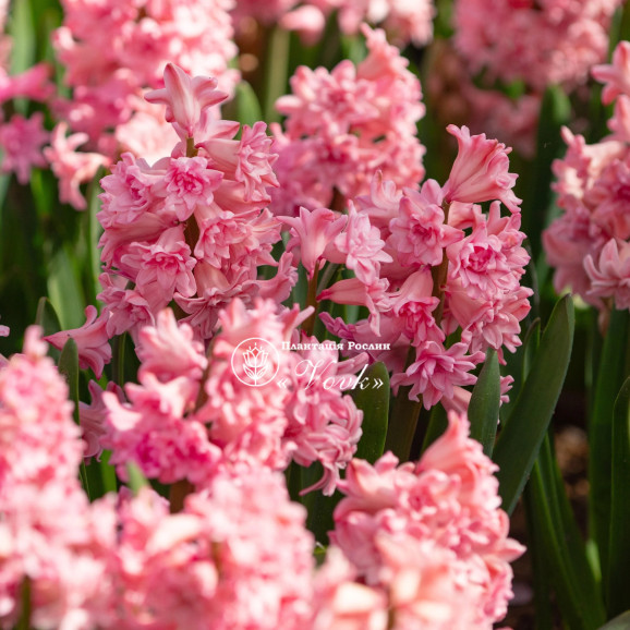 Цибулини гіацинту Spring Beauty Горщик 0,5 л