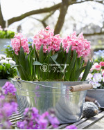 Цибулини гіацинту Spring Beauty Горщик 0,5 л
