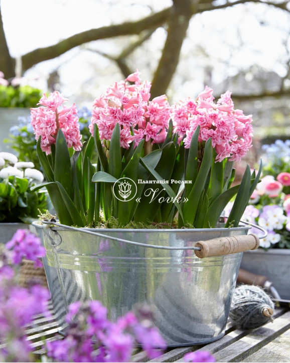 Цибулини гіацинту Spring Beauty Горщик 0,5 л