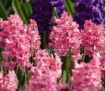 Цибулини гіацинту Spring Beauty Горщик 0,5 л