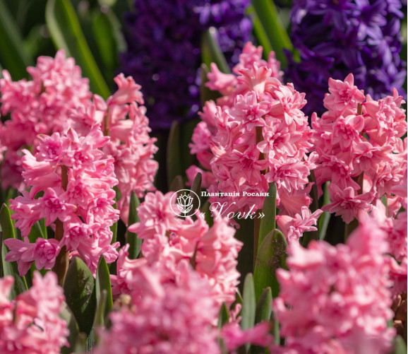 Цибулини гіацинту Spring Beauty Горщик 0,5 л