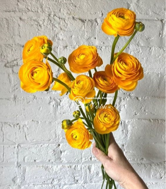 Ранункулюс (лютик) Aviv Yellow