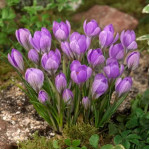 Крокус Barr's Purple