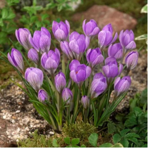 Крокус Barr's Purple