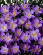 Крокус Barr's Purple