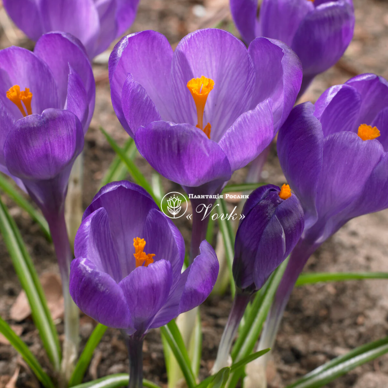 Крокус Flower Record