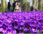 Крокус Flower Record