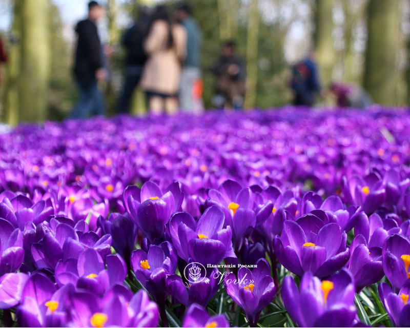 Крокус Flower Record