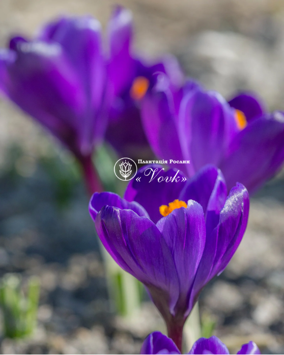 Крокус Flower Record