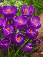 Крокус Flower Record