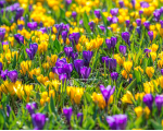 Крокус Flower Record