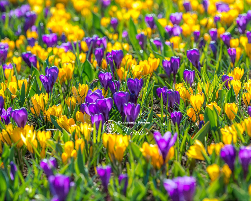 Крокус Flower Record