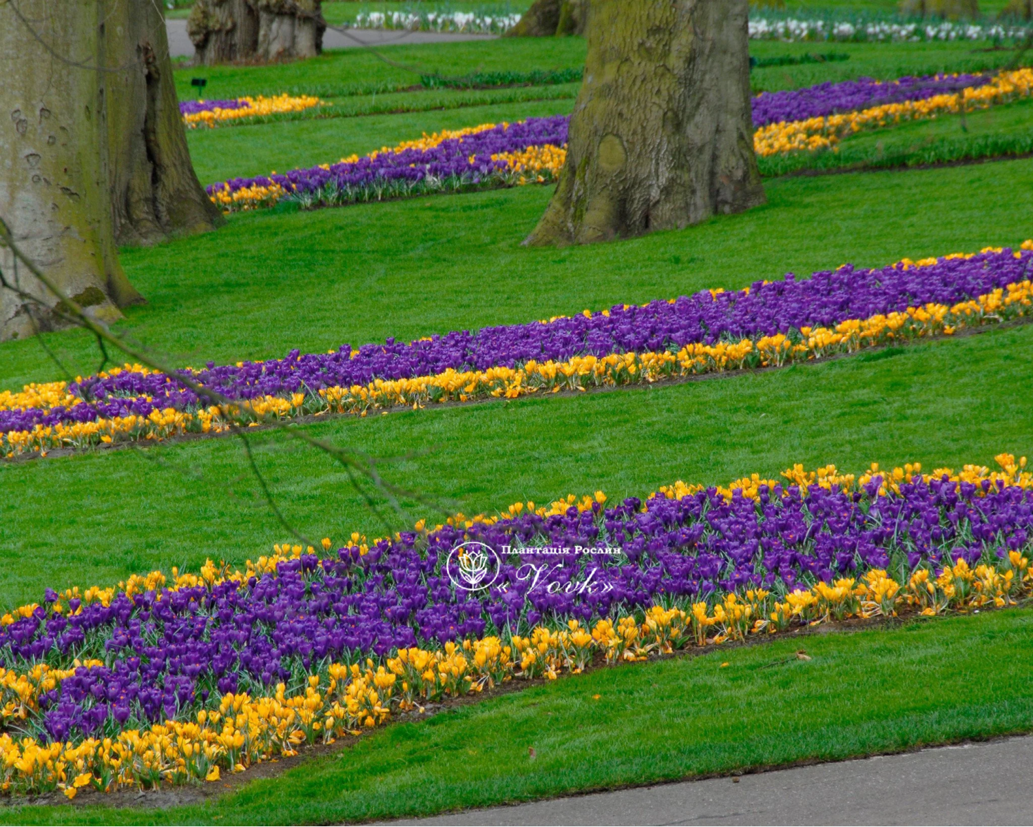 Крокус Flower Record
