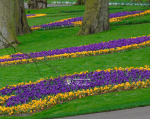 Крокус Flower Record