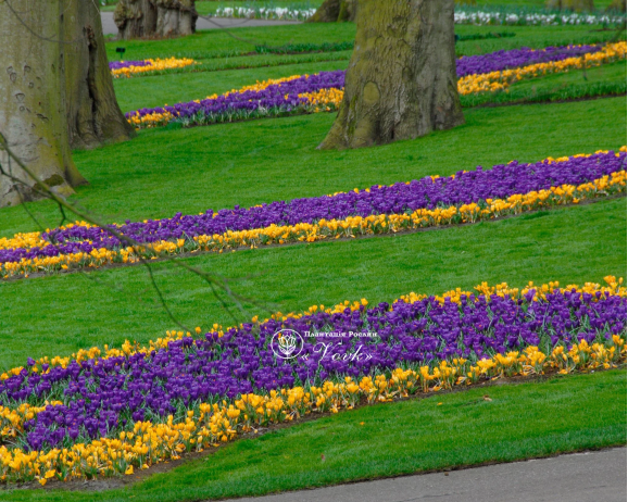 Крокус Flower Record