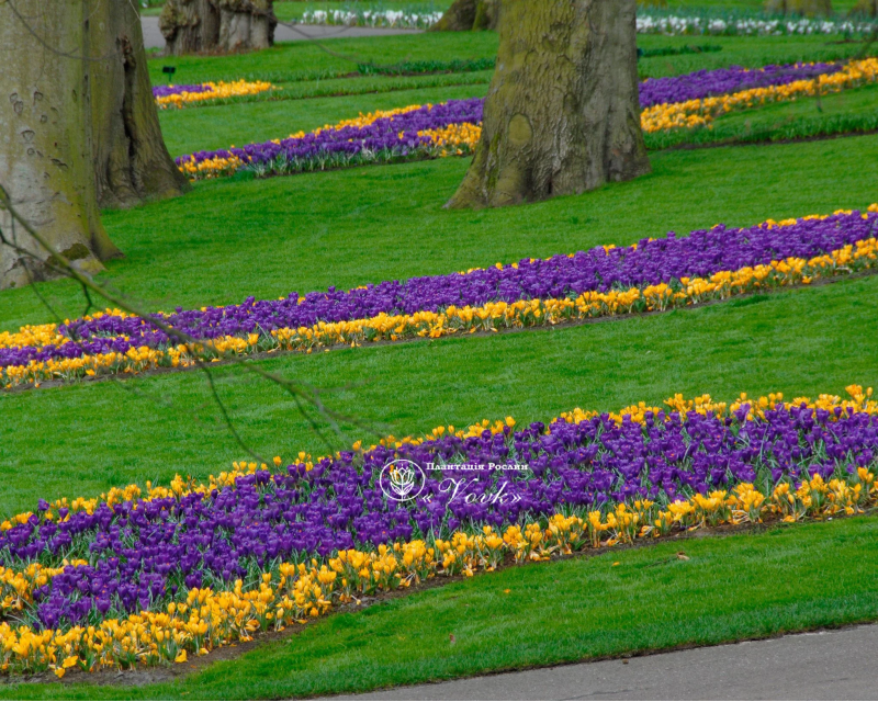 Крокус Flower Record