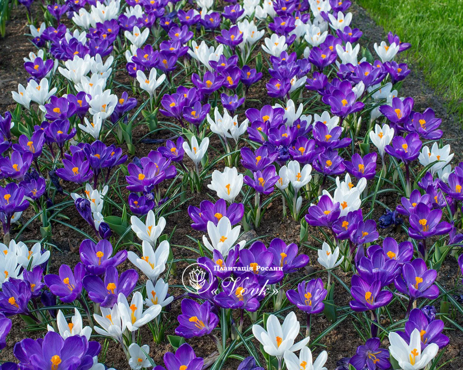 Крокус Flower Record