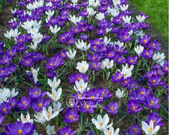 Крокус Flower Record