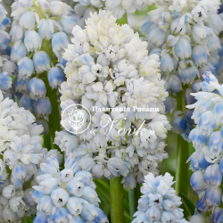 Луковицы мускари Nature's Beauty