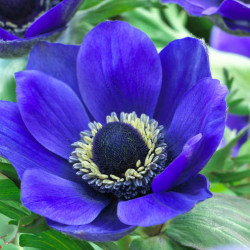 Луковицы анемоны Mr. Fokker