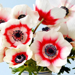 Луковицы анемоны Bicolor 