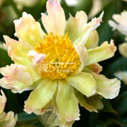 Кореневища півонії Green Lotus