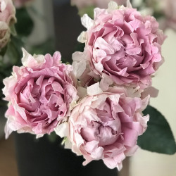 Саджанці троянди Світ Флоу