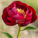 Півонія Buckeye Belle