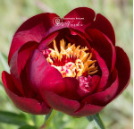Півонія Buckeye Belle